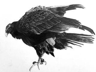 A SOFT EYE, A MIRROR-EYE